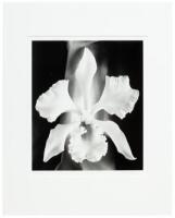White Orchid, 1999