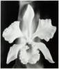 White Orchid, 1999 - 4