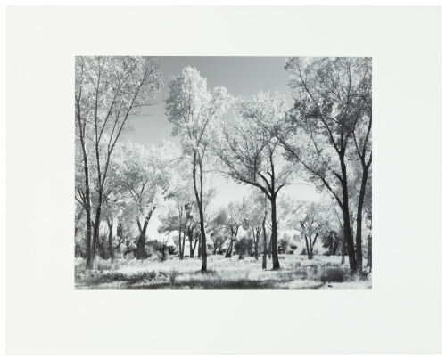 Cottonwoods, Owens Valley