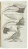 The Ornithology of Francis Willughby of Middleton in the county of Warwick Esq; fellow of the Royal Society. In three books. Wherein all the birds hitherto known, being reduced into a method sutable to their natures, are accurately described. The descript - 2