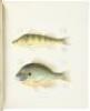 Ichthyology of South Carolina - 2