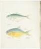 Ichthyology of South Carolina - 5