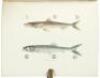 Ichthyology of South Carolina - 6