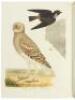 American Ornithology; or, The Natural History of Birds inhabiting the United States, not given by Wilson - 3
