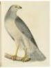 American Ornithology; or, The Natural History of Birds inhabiting the United States, not given by Wilson - 4