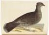 American Ornithology; or, The Natural History of Birds inhabiting the United States, not given by Wilson - 5