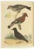 American Ornithology; or, The Natural History of Birds inhabiting the United States, not given by Wilson - 6