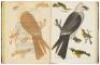 American Ornithology; or, The Natural History of the Birds of the United States - 3