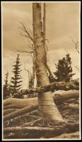 Original sepia-tone photograph by Enos A. Mills