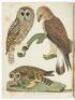 American Ornithology; or, The Natural History of the Birds of the United States - 4