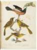 American Ornithology; or, The Natural History of the Birds of the United States - 5