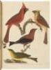 American Ornithology; or, The Natural History of the Birds of the United States - 7