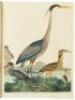 American Ornithology; or, The Natural History of the Birds of the United States - 9