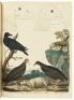 American Ornithology; or, The Natural History of the Birds of the United States - 10