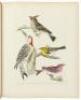 American Ornithology, or, The Natural History of the Birds of the United States. Plates engraved and colored from original drawings from nature - 5