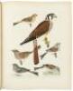 American Ornithology, or, The Natural History of the Birds of the United States. Plates engraved and colored from original drawings from nature - 6