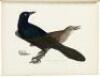 American Ornithology, or, The Natural History of the Birds of the United States. Plates engraved and colored from original drawings from nature - 7