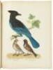 American Ornithology, or, The Natural History of the Birds of the United States. Plates engraved and colored from original drawings from nature - 9