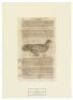 Tierb&uuml;cher aus f&uuml;nf Jahrhunderten, Sechzig originalgraphische Tafeln aus deutchen, franz&ouml;sischen, niederl&auml;ndischen, englischen, italienischen und schweizerischen Prachtwerken 1491-1966 - 10
