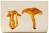 Icones Farlowianae: Illustrations of the Larger Fungi of Eastern North America - 2