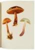 Icones Farlowianae: Illustrations of the Larger Fungi of Eastern North America - 3