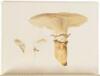 Icones Farlowianae: Illustrations of the Larger Fungi of Eastern North America - 5