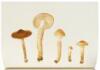 Icones Farlowianae: Illustrations of the Larger Fungi of Eastern North America - 6
