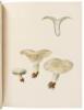 Icones Farlowianae: Illustrations of the Larger Fungi of Eastern North America - 7