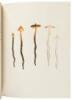 Icones Farlowianae: Illustrations of the Larger Fungi of Eastern North America - 8