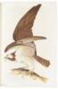 The Birds of America, The Bien Chromolithographic Edition - 6