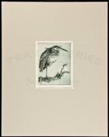 Great Blue Heron - signed etching