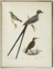 American Ornithology, or, The Natural History of the Birds of the United States. Plates engraved and colored from original drawings from nature - 11