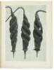 Urformen der Kunst: Photographische Planzenbilder von Professor Karl Blossfeldt - 2