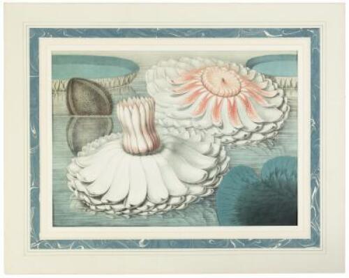 Chromolithograph from Victoria Regia; or The Great Water Lily of America