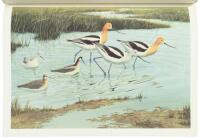 The Shorebirds of North America