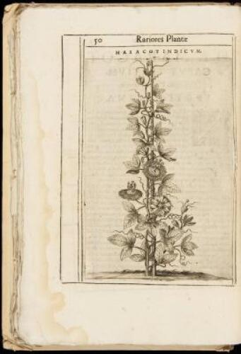 Exactissima Descriptio Rariorum Quarundam Plantarum, Que Continentur Rome in Horto Farnesiano