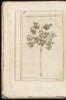 Exactissima Descriptio Rariorum Quarundam Plantarum, Que Continentur Rome in Horto Farnesiano - 2