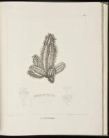 Icones Euphorbiarum ou figures de cent vingt-deux especes du genre Euphorbia dessinees et gravees par Heyland avec des considerations sur la classification et la distribution geographique des plants de ce genre