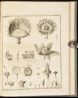 Essai sur l'Histoire Naturelle de la Mer Adriatique