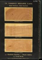 The American Woods, Exhibited by Actual Specimens and with Copious Explanatory Text