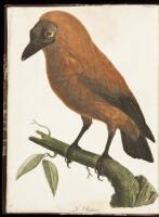 Histoire Naturelle d'une Partie D'Oiseaux Nouveaux et Rares de L'Amerique et
des Indes, Ouvrage Destine par l'Auteur a Faire Partie de son Ornithologie d'Afrique. Volume 1 (all published)