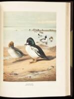 British Diving Ducks