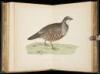 British Game Birds and Wildfowl