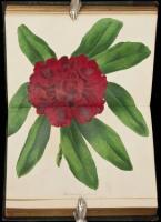The Magazine of Botany, and Register of Flowering Plants - Volume 1 only