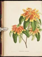 The Rhododendron and "American Plants." A Treatise on the Culture, Propagation, and Species of the Rhododendron...