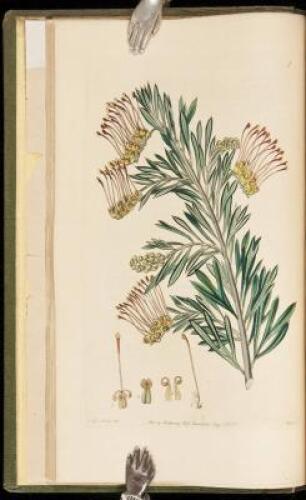 Flora Australasica; or, a Selection of Handsome, or Curious Plants, Natives of New Holland, and the South Sea Islands; Containing Coloured Figures and Descriptions of Some of the Choicest Species