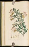 Flora Australasica; or, a Selection of Handsome, or Curious Plants, Natives of New Holland, and the South Sea Islands; Containing Coloured Figures and Descriptions of Some of the Choicest Species