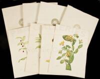 North American Wild Flowers