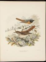 British Birds: With Some Notes in Reference to Their Plumage. Volume 2 [only, of 2]