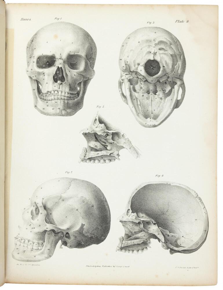 A Series of Anatomical Plates; with References and Physiological ...